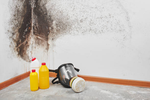 Professional Mold Removal in Martin, TN