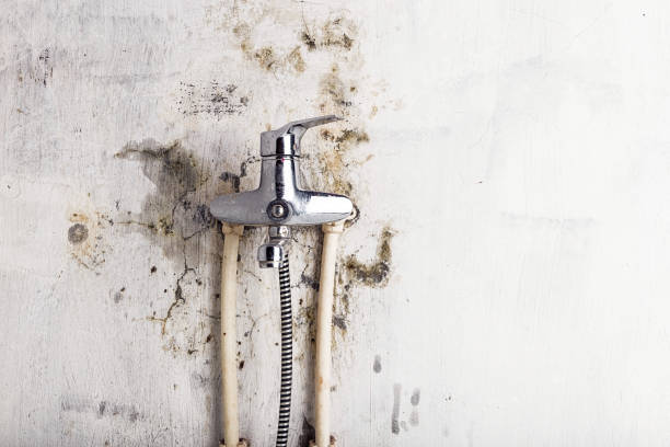 Best Professional Mold Removal  in Martin, TN