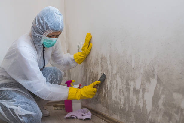 Best Attic Mold Removal  in Martin, TN