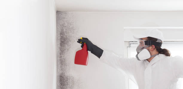 Best Home Mold Removal  in Martin, TN