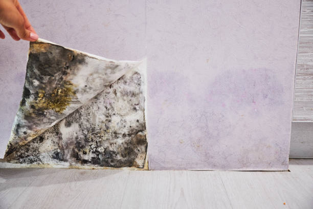 Best Fast Mold Removal  in Martin, TN